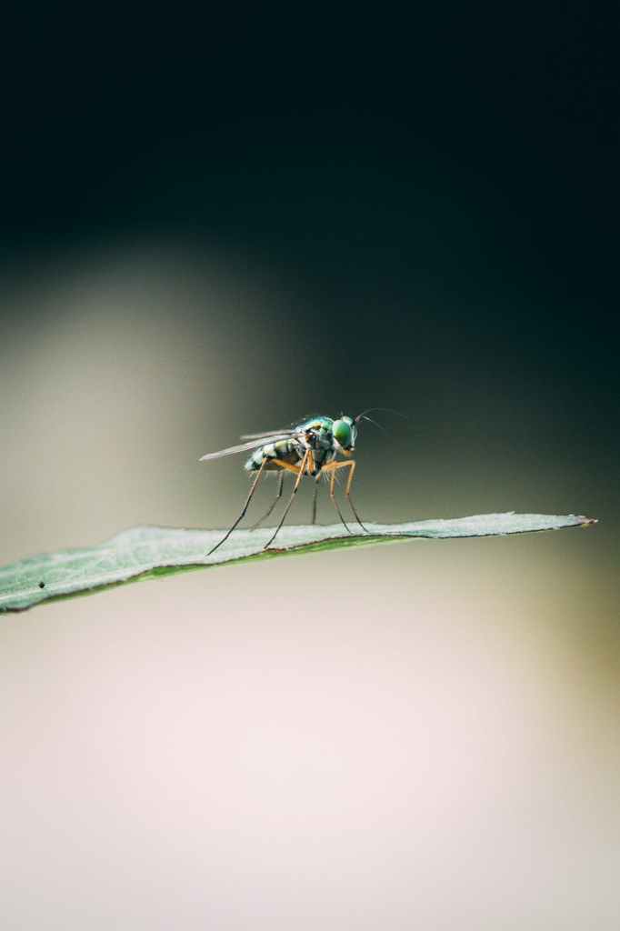 a fly on a leaf